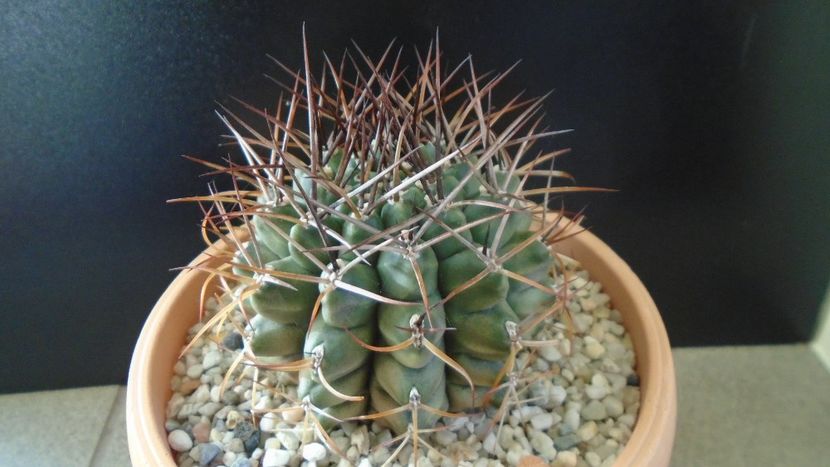 Gymnocalycium schickendantzii - Cactusi 2019 Gymnocalycium