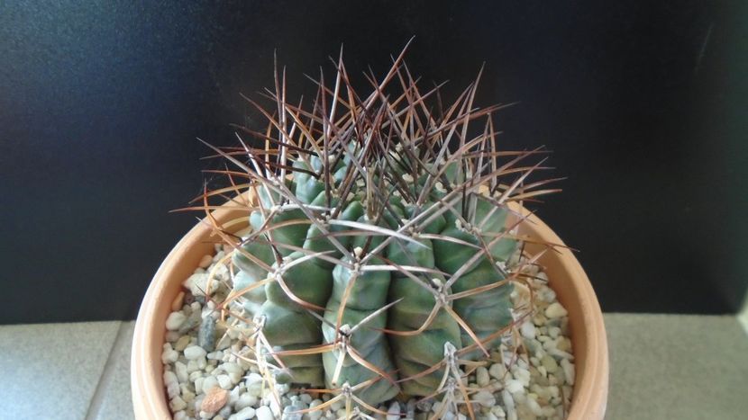 Gymnocalycium schickendantzii - Cactusi 2019 Gymnocalycium