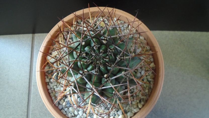 Gymnocalycium schickendantzii - Cactusi 2019 Gymnocalycium