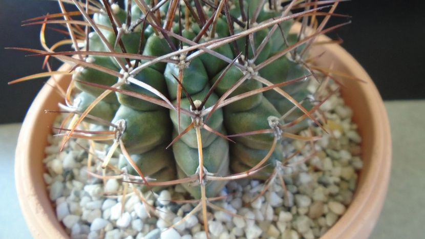 Gymnocalycium stenopleurum - Cactusi 2019 Gymnocalycium