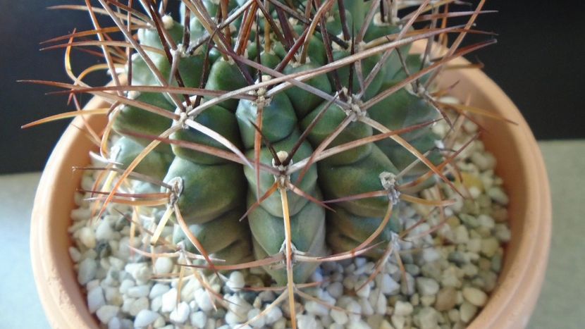 Gymnocalycium schickendantzii - Cactusi 2019 Gymnocalycium