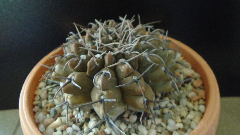 Gymnocalycium ochoterenae ssp. vatteri - Cactusi 2019 Gymnocalycium