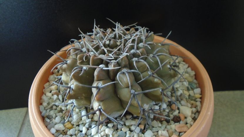Gymnocalycium ochoterenae ssp. vatteri - Cactusi 2019 Gymnocalycium