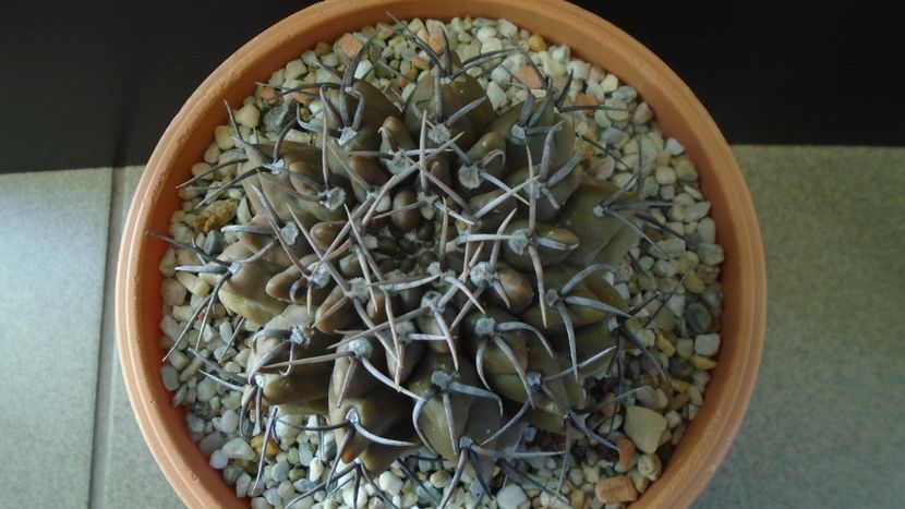 Gymnocalycium ochoterenae ssp. vatteri - Cactusi 2019 Gymnocalycium