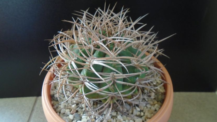 Gymnocalycium guanchinense = Gymnocalycium hossei - Cactusi 2019 Gymnocalycium