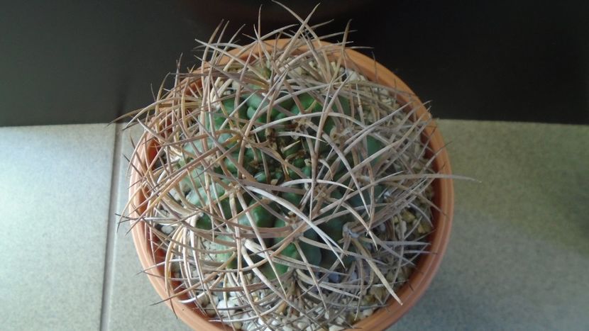 Gymnocalycium guanchinense = Gymnocalycium hossei - Cactusi 2019 Gymnocalycium