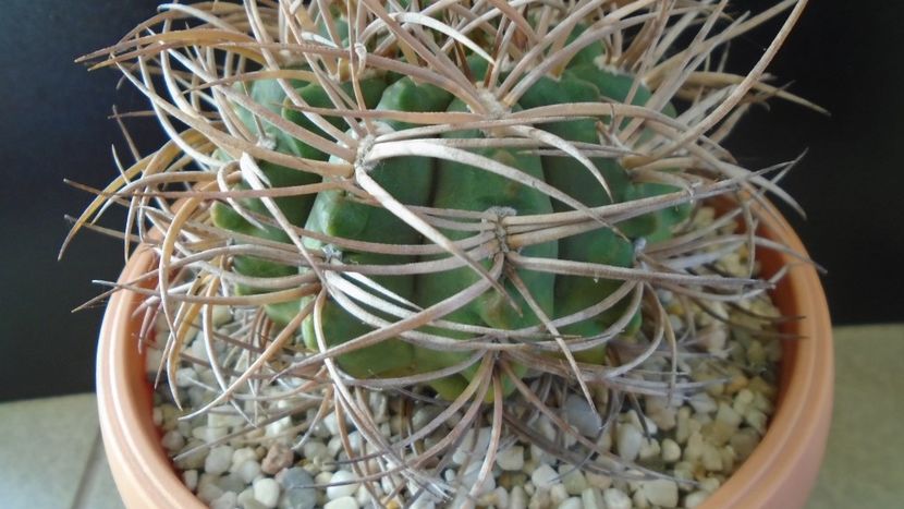 Gymnocalycium guanchinense = Gymnocalycium hossei - Cactusi 2019 Gymnocalycium