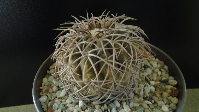 Gymnocalycium spegazzinii - Cactusi 2019 Gymnocalycium