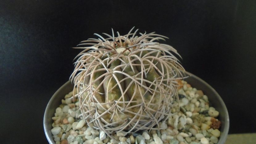 Gymnocalycium spegazzinii - Cactusi 2019 Gymnocalycium