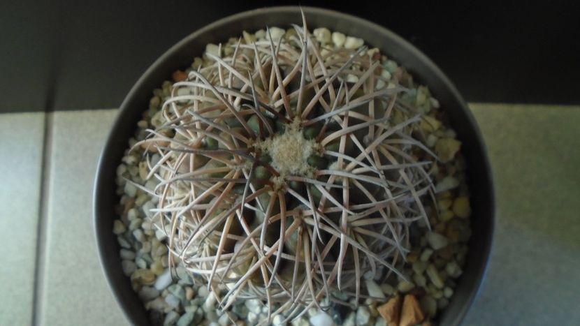 Gymnocalycium spegazzinii - Cactusi 2019 Gymnocalycium
