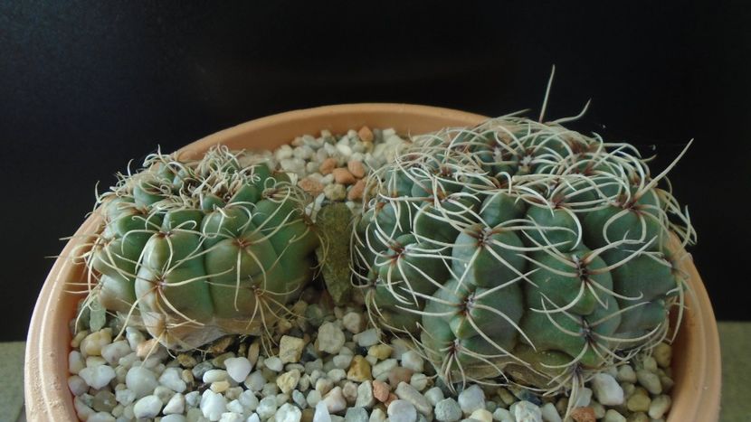 Gymnocalycium baldianum, 2 ex. - Cactusi 2019 Gymnocalycium