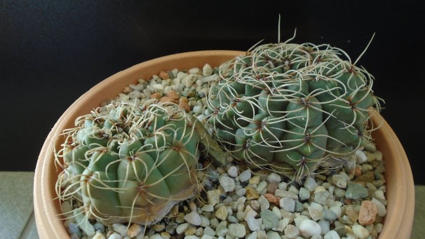 Gymnocalycium baldianum, 2 ex. - Cactusi 2019 Gymnocalycium