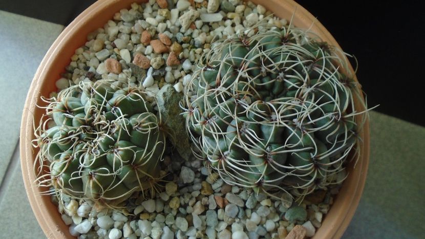 Gymnocalycium baldianum, 2 ex. - Cactusi 2019 Gymnocalycium
