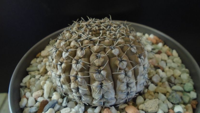 Gymnocalycium obductum - Cactusi 2019 Gymnocalycium