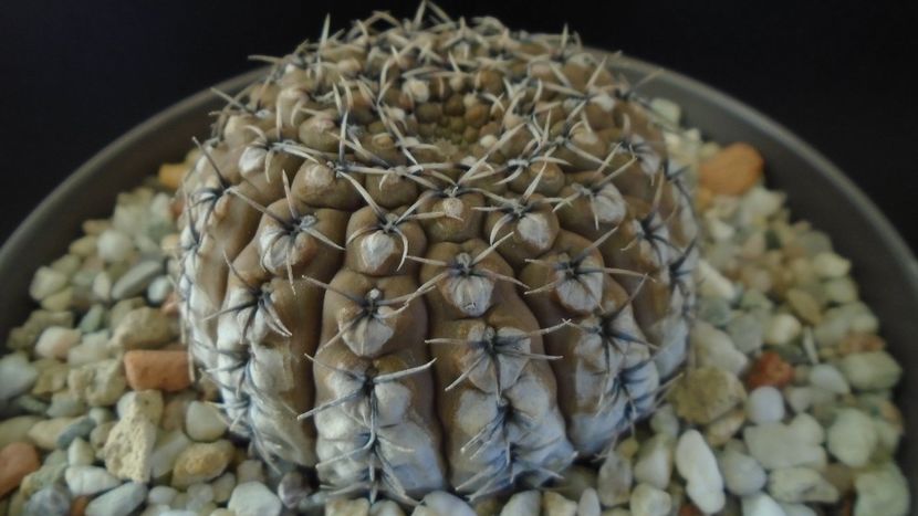 Gymnocalycium obductum - Cactusi 2019 Gymnocalycium