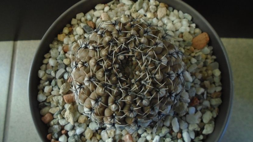 Gymnocalycium obductum - Cactusi 2019 Gymnocalycium