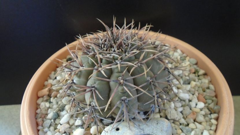 Gymnocalycium ochoterenae v cinereum - Cactusi 2019 Gymnocalycium