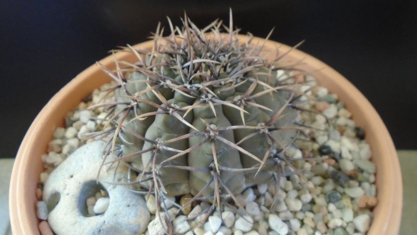 Gymnocalycium ochoterenae v cinereum - Cactusi 2019 Gymnocalycium