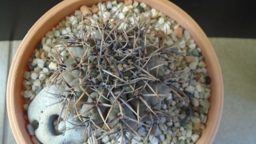 Gymnocalycium ochoterenae v cinereum - Cactusi 2019 Gymnocalycium