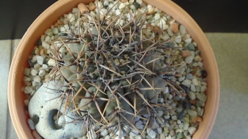 Gymnocalycium ochoterenae v cinereum - Cactusi 2019 Gymnocalycium