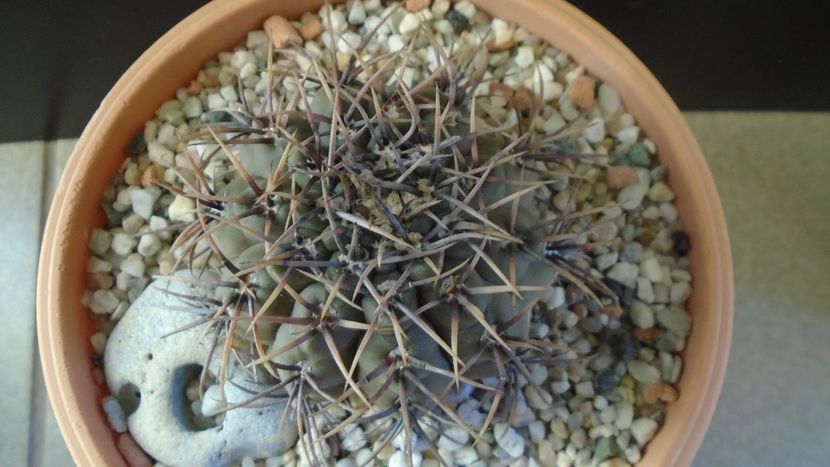 Gymnocalycium ochoterenae v cinereum - Cactusi 2019 Gymnocalycium