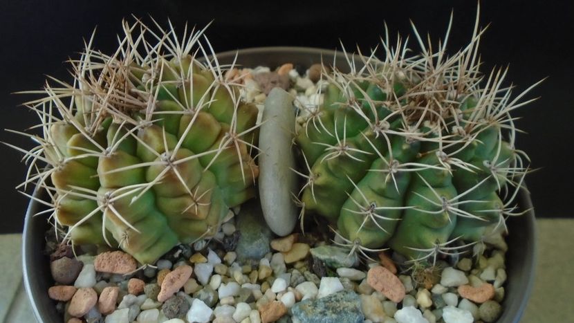 Gymnocalycium damsii v. tucavocense, 2 ex. - Cactusi 2019 Gymnocalycium