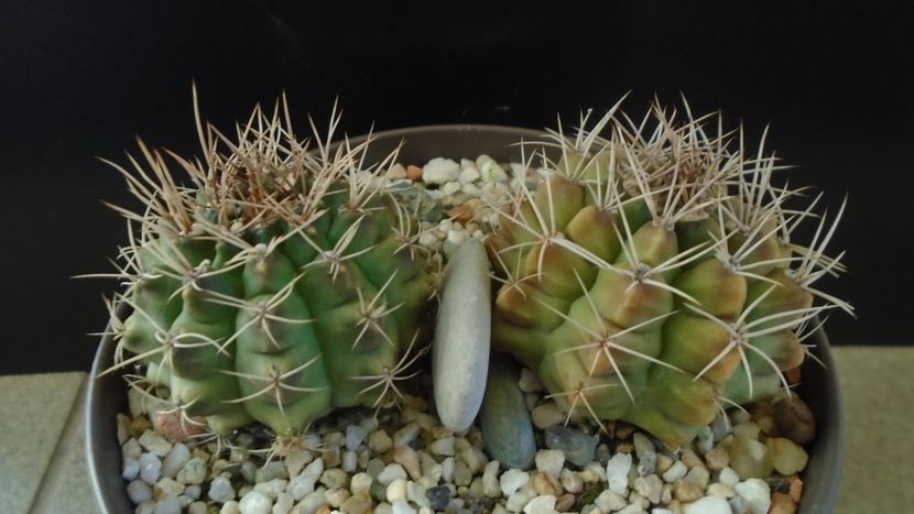 Gymnocalycium damsii v. tucavocense, 2 ex. - Cactusi 2019 Gymnocalycium