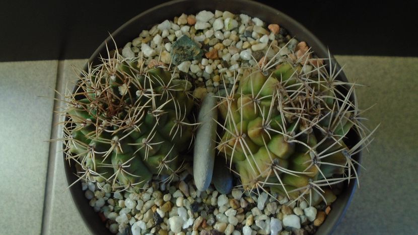 Gymnocalycium damsii v. tucavocense, 2 ex. - Cactusi 2019 Gymnocalycium