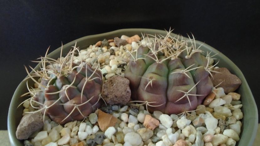 Gymnocalycium asterium v. minimum 2 ex. - Cactusi 2019 Gymnocalycium