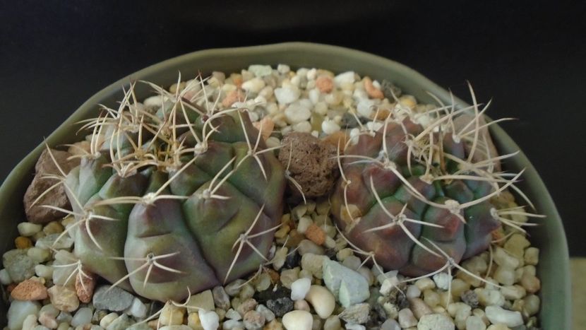 Gymnocalycium asterium v. minimum 2 ex. - Cactusi 2019 Gymnocalycium