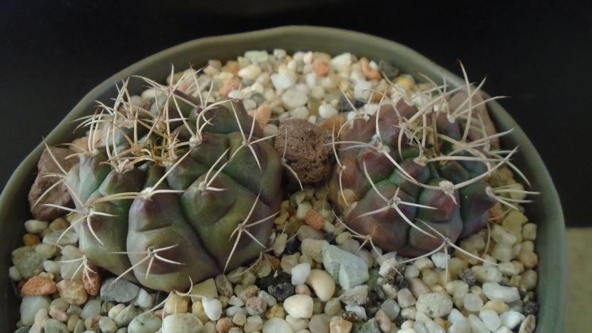 Gymnocalycium asterium v. minimum 2 ex. - Cactusi 2019 Gymnocalycium