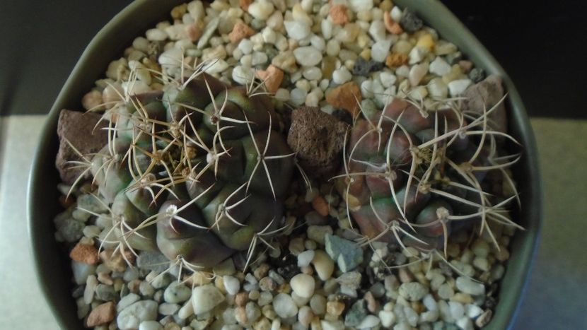 Gymnocalycium asterium v. minimum 2 ex. - Cactusi 2019 Gymnocalycium