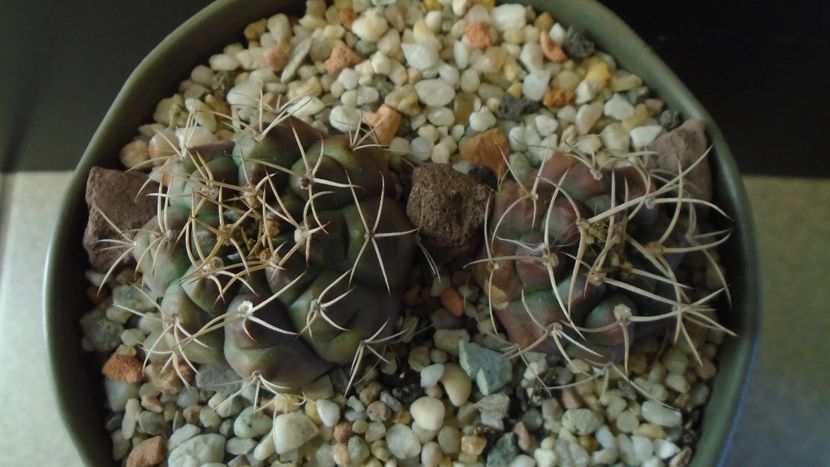Gymnocalycium asterium v. minimum 2 ex. - Cactusi 2019 Gymnocalycium