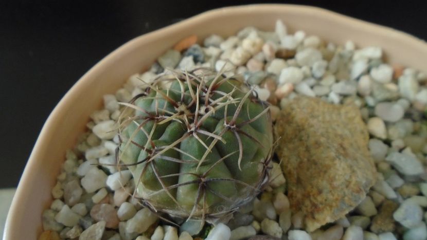 Gymnocalycium gibbosum - Cactusi 2019 Gymnocalycium