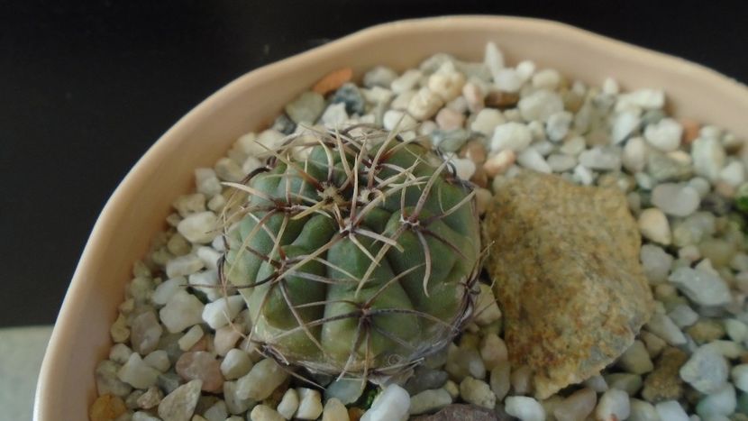Gymnocalycium gibbosum - Cactusi 2019 Gymnocalycium