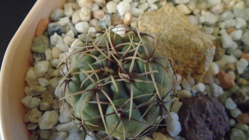 Gymnocalycium gibbosum - Cactusi 2019 Gymnocalycium