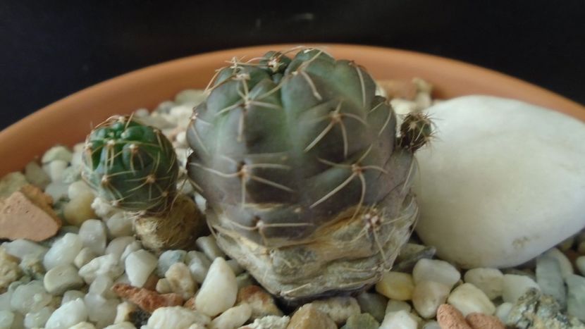 Gymnocalycium andreae - Cactusi 2019 Gymnocalycium
