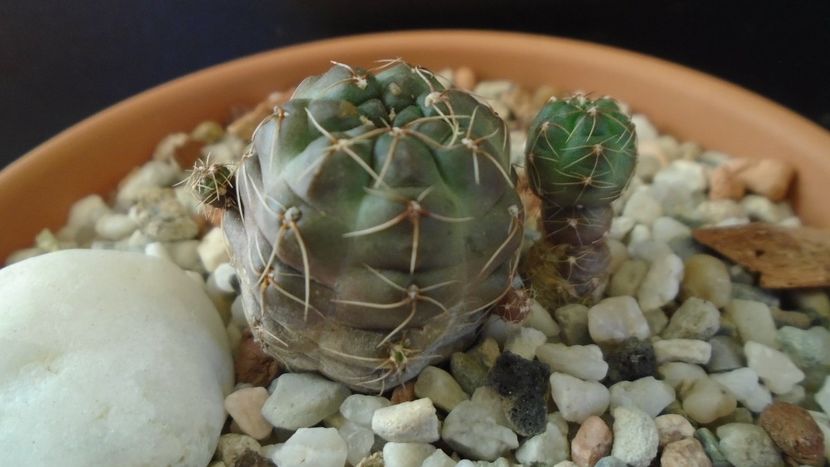 Gymnocalycium andreae - Cactusi 2019 Gymnocalycium
