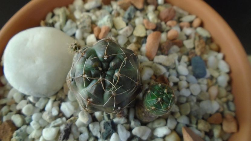 Gymnocalycium andreae - Cactusi 2019 Gymnocalycium