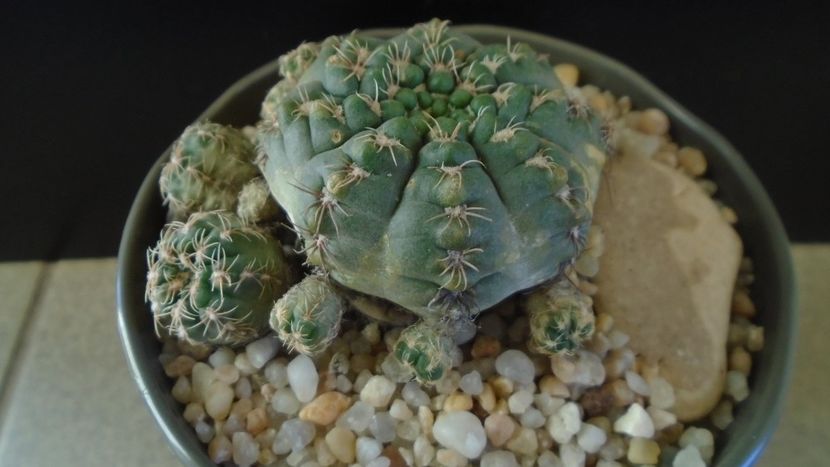 Gymnocalycium bruchii f. brigittae, Taninga, Argentina - Cactusi 2019 Gymnocalycium