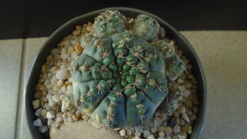 Gymnocalycium bruchii f. brigittae,  Taninga, Argentina - Cactusi 2019 Gymnocalycium