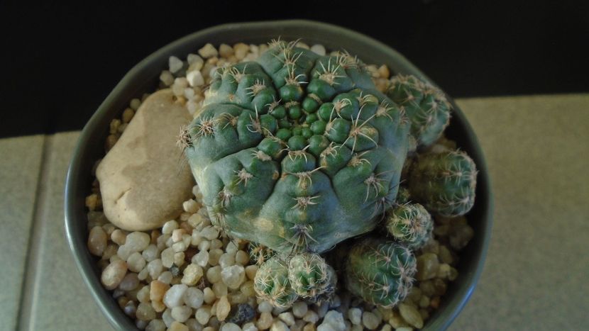 Gymnocalycium bruchii f. brigittae,  Taninga, Argentina - Cactusi 2019 Gymnocalycium