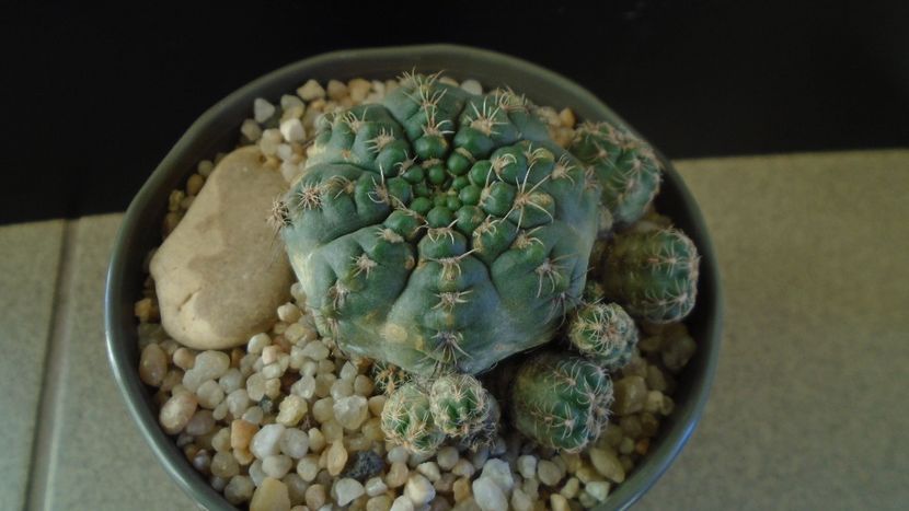 Gymnocalycium bruchii f. brigittae,  Taninga, Argentina - Cactusi 2019 Gymnocalycium