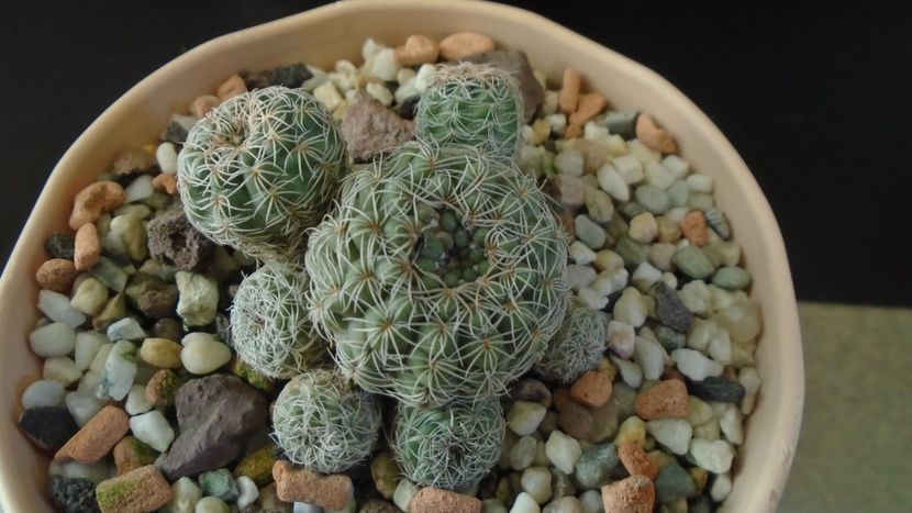 Gymnocalycium bruchii - Cactusi 2019 Gymnocalycium