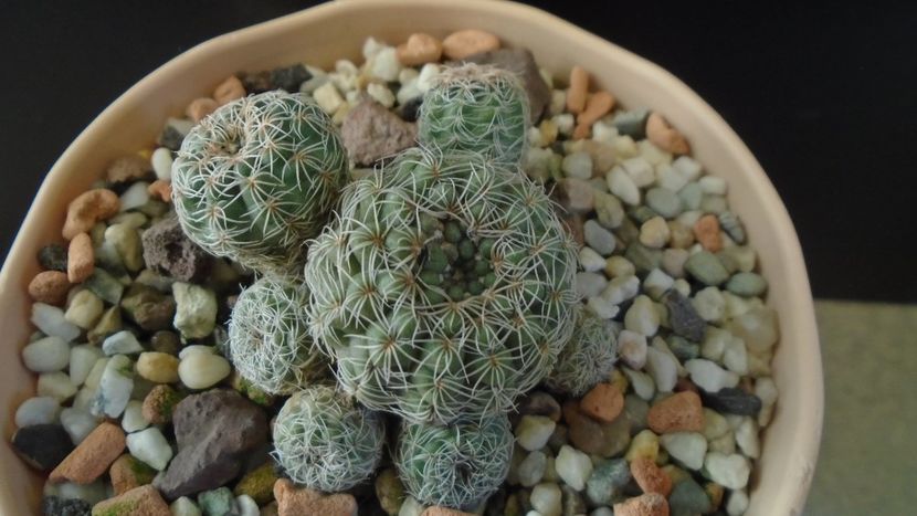 Gymnocalycium bruchii - Cactusi 2019 Gymnocalycium