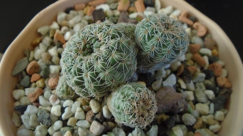 Gymnocalycium bruchii - Cactusi 2019 Gymnocalycium