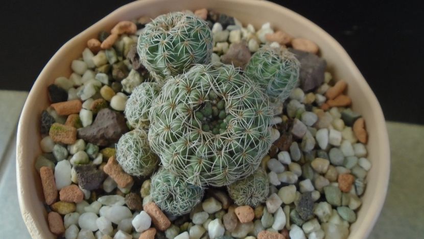 Gymnocalycium bruchii - Cactusi 2019 Gymnocalycium