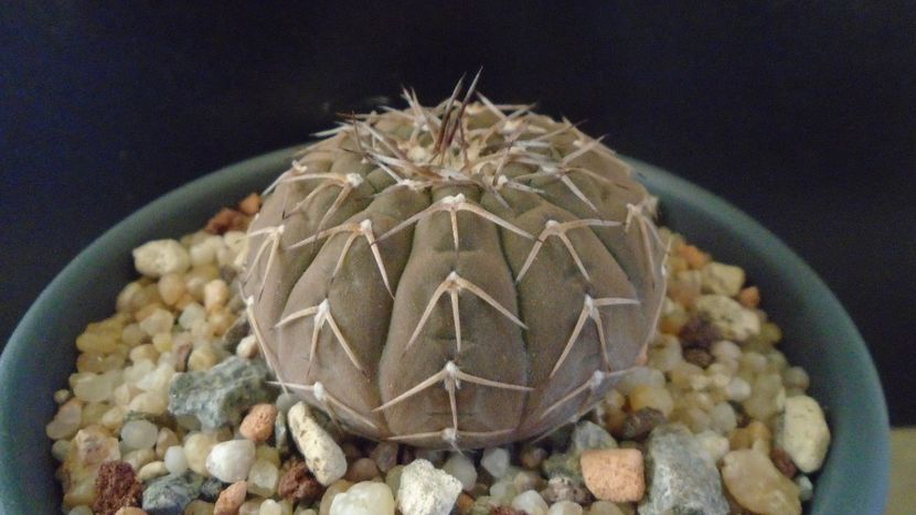 Gymnocalycium stellatum - Cactusi 2019 Gymnocalycium