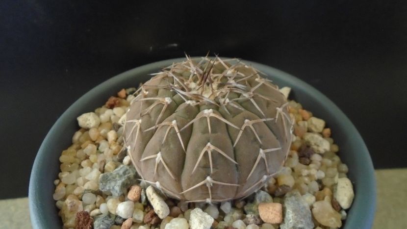 Gymnocalycium stellatum - Cactusi 2019 Gymnocalycium