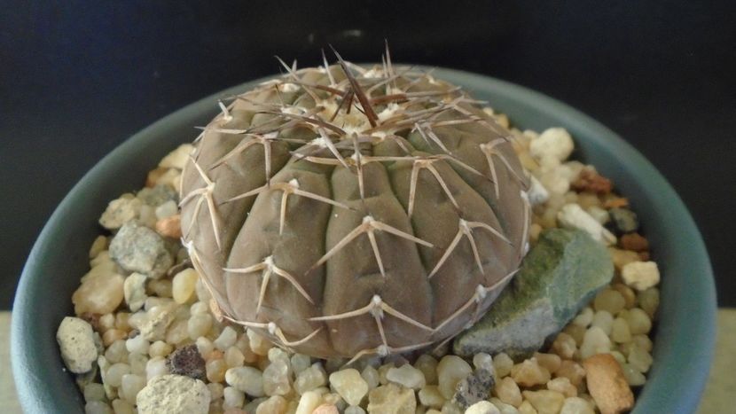 Gymnocalycium stellatum - Cactusi 2019 Gymnocalycium